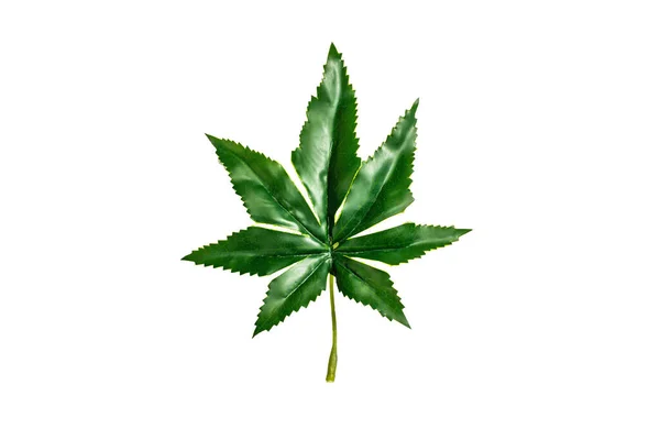 Beyaz Arka Planda Yapay Kenevir Yaprağı Izole Edilmiş Moda Bitki — Stok fotoğraf