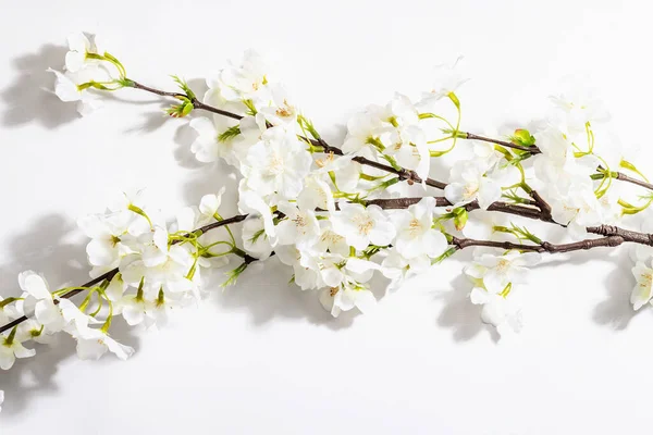 Blomstrende Kirsebær Kvist Isoleret Hvid Baggrund Fantastiske Foråret Blomstre Påske - Stock-foto