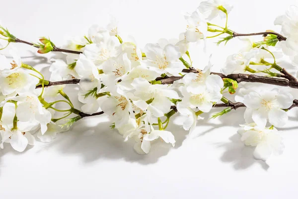 Galho Cereja Florescente Isolado Fundo Branco Flor Primavera Incrível Páscoa — Fotografia de Stock