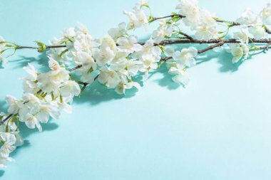 Çiçek açan kiraz dalı mavi arka planda izole edilmiş. Şaşırtıcı bahar çiçekleri, Paskalya ya da Düğünün nazik konsepti