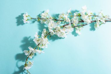 Çiçek açan kiraz dalı mavi arka planda izole edilmiş. Şaşırtıcı bahar çiçekleri, Paskalya ya da Düğünün nazik konsepti