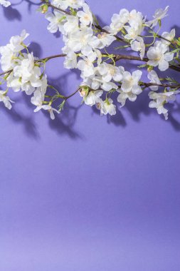 Çiçek açan kiraz dalı mor arkaplanda izole edilmiş. Şaşırtıcı bahar çiçekleri, Paskalya ya da Düğünün nazik konsepti