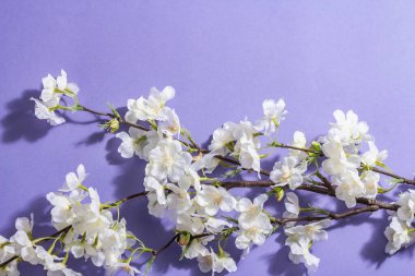 Çiçek açan kiraz dalı mor arkaplanda izole edilmiş. Şaşırtıcı bahar çiçekleri, Paskalya ya da Düğünün nazik konsepti
