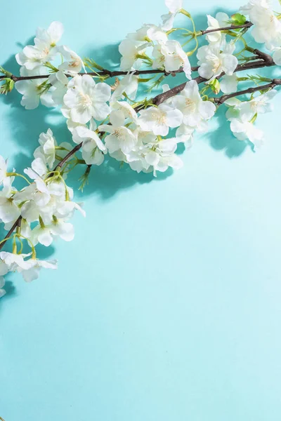 Blomstrende Kirsebær Kvist Isoleret Blå Baggrund Fantastiske Foråret Blomstre Påske - Stock-foto