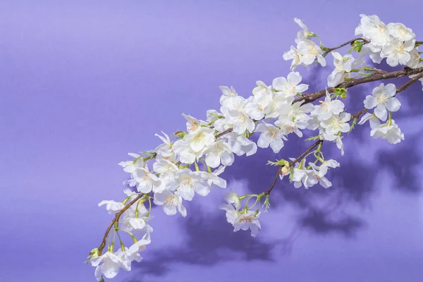 紫の上に孤立した桜の小枝を咲かせます 素晴らしい春の花 イースターや結婚式の穏やかなコンセプト — ストック写真