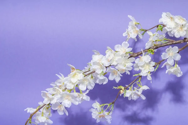 紫の上に孤立した桜の小枝を咲かせます 素晴らしい春の花 イースターや結婚式の穏やかなコンセプト — ストック写真