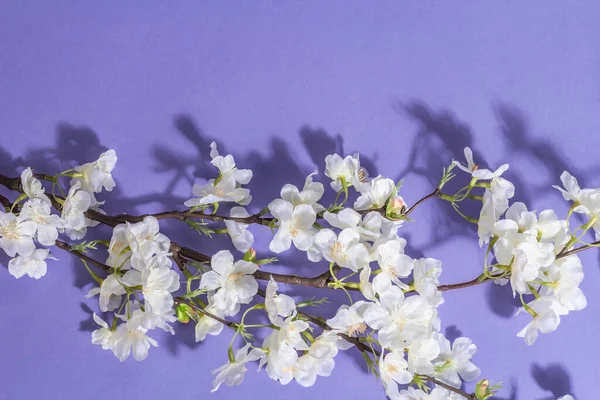 紫の上に孤立した桜の小枝を咲かせます 素晴らしい春の花 イースターや結婚式の穏やかなコンセプト — ストック写真