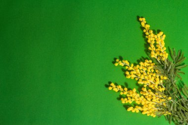 Mimosa çiçekleri yeşil arka plan. Bayram bahar konsepti, Paskalya, Kadınlar Günü. Modaya uygun sert ışık, koyu gölge, düz uzanma, üst manzara