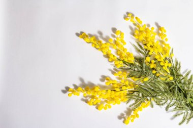 Beyaz arka planda izole edilmiş Mimosa çiçekleri. Bayram bahar konsepti, Paskalya, Kadınlar Günü. Modaya uygun sert ışık, koyu gölge, düz uzanma, üst manzara