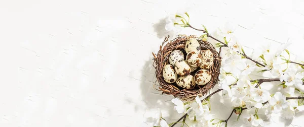 Happy Easter Background Blooming Cherry Quail Eggs Nest Spring Festive — Stock Photo, Image