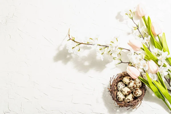 Szczęśliwego Tła Wielkanocnego Kwitnącą Wiśnią Tulipanami Przepiórczymi Jajkami Gnieździe Wiosna — Zdjęcie stockowe