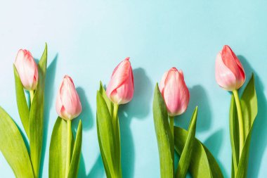 Taze çiçek kompozisyonu, bir buket pembe lale, mavi arka planda izole edilmiş. Selamlama konsepti, uluslararası kadınlar, sevgililer günü, ya da anneler günü, düğün.