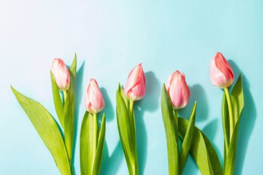 Taze çiçek kompozisyonu, bir buket pembe lale, mavi arka planda izole edilmiş. Selamlama konsepti, uluslararası kadınlar, sevgililer günü, ya da anneler günü, düğün.