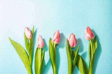 Taze çiçek kompozisyonu, bir buket pembe lale, mavi arka planda izole edilmiş. Selamlama konsepti, uluslararası kadınlar, sevgililer günü, ya da anneler günü, düğün.