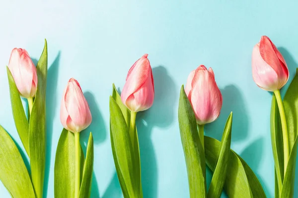 Frisk Blomstersammensætning Buket Lyserøde Tulipaner Isoleret Blå Baggrund Hilsen Koncept - Stock-foto