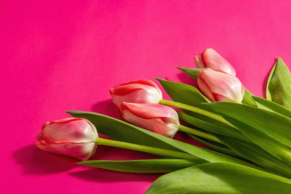 Свіжа Композиція Квітів Букет Рожевих Тюльпанів Ізольований Пурпуровому Тлі Вітання — стокове фото