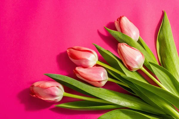 新鲜的花的组成 一束粉红色的郁金香 隔离在洋红色的背景 问候概念 国际妇女日 情人节或母亲节 — 图库照片