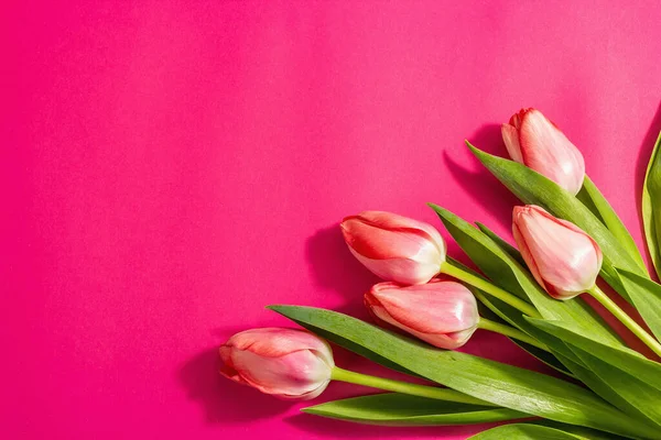 Verse Bloemsamenstelling Een Boeket Roze Tulpen Geïsoleerd Een Magenta Achtergrond — Stockfoto