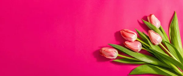 Frisk Blomstersammensætning Buket Lyserøde Tulipaner Isoleret Magenta Baggrund Hilsen Koncept - Stock-foto