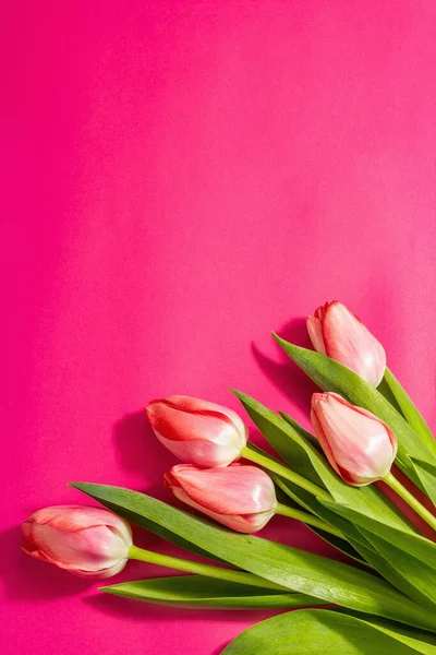 Friss Virág Összetétel Egy Csokor Rózsaszín Tulipán Izolált Bíbor Alapon — Stock Fotó