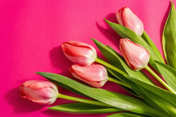 Frisk Blomstersammensætning Buket Lyserøde Tulipaner Isoleret Magenta Baggrund Hilsen Koncept - Stock-foto