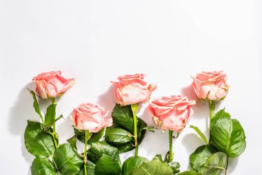 Beyaz arka planda izole edilmiş taze narin güller. Romantik hediye konsepti, pembe çiçekler. Anneler, Sevgililer Günü ya da Kadınlar Günü. Model, şablon, tebrik kartı, düz yatak, üst görünüm