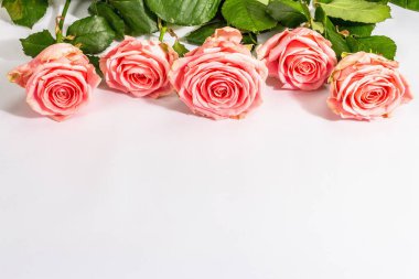 Beyaz arka planda izole edilmiş taze narin güller. Romantik hediye konsepti, pembe çiçekler. Anneler, Sevgililer Günü ya da Kadınlar Günü. Model, şablon, tebrik kartı, düz uzanma