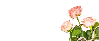 Beyaz arka planda izole edilmiş taze narin güller. Romantik hediye konsepti, pembe çiçekler. Anneler, Sevgililer Günü ya da Kadınlar Günü. Model, şablon, tebrik kartı, düz yatak, pankart