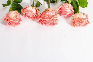 Beyaz arka planda izole edilmiş taze narin güller. Romantik hediye konsepti, pembe çiçekler. Anneler, Sevgililer Günü ya da Kadınlar Günü. Model, şablon, tebrik kartı, düz uzanma
