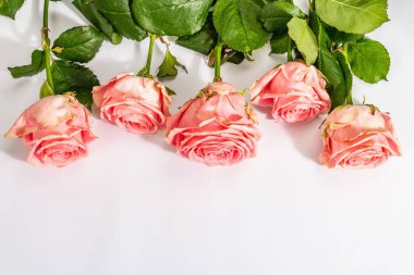 Beyaz arka planda izole edilmiş taze narin güller. Romantik hediye konsepti, pembe çiçekler. Anneler, Sevgililer Günü ya da Kadınlar Günü. Model, şablon, tebrik kartı, düz uzanma