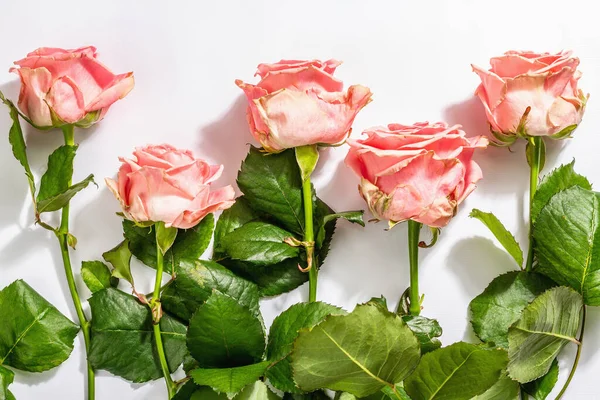 Bukett Färska Känsliga Rosor Isolerad Vit Bakgrund Romantiskt Presentkoncept Rosa — Stockfoto