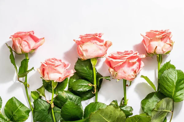 Білому Тлі Видніється Безліч Свіжих Делікатних Троянд Романтичні Подарунки Рожеві — стокове фото