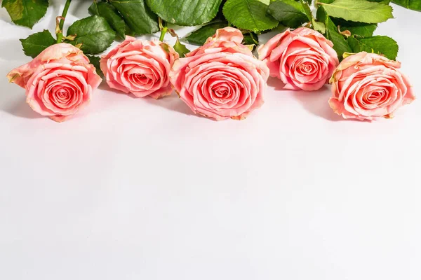 Білому Тлі Видніється Безліч Свіжих Делікатних Троянд Романтичні Подарунки Рожеві — стокове фото