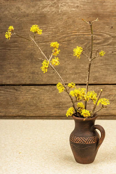 Flores Dogwood Frescas Vaso Cerâmico Conceito Para Cartão Saudação Primavera — Fotografia de Stock