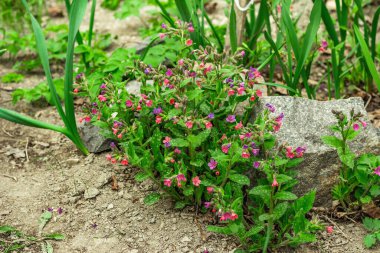 Açan Pulmonaria (akciğer otu) çalıları. Dekoratif taşları olan genç çiçekler. Bahçe işleri kavramsal arka plan, açık hava bahar tarzı