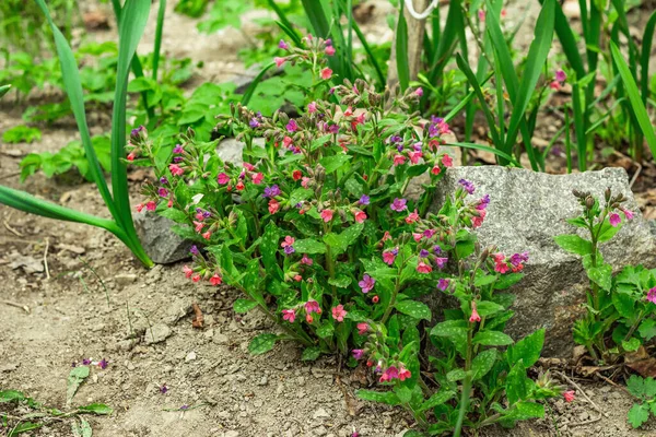 Açan Pulmonaria (akciğer otu) çalıları. Dekoratif taşları olan genç çiçekler. Bahçe işleri kavramsal arka plan, açık hava bahar tarzı