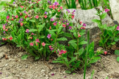 Açan Pulmonaria (akciğer otu) çalıları. Dekoratif taşları olan genç çiçekler. Bahçe işleri kavramsal arka plan, açık hava bahar tarzı