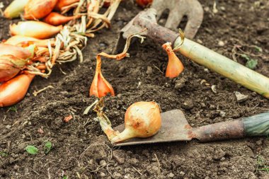 Bahçe aletleri, taze taze filizler, filizler. Bahçıvanlık konsepti. Bahar mevsiminde yetişen bitkiler. Soğan, kürek, kürek çatalı, toprak.
