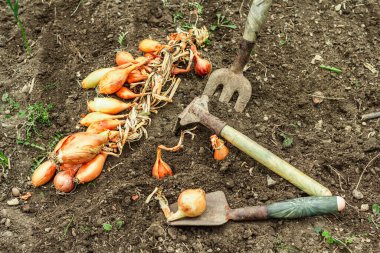 Bahçe aletleri, taze taze filizler, filizler. Bahçıvanlık konsepti. Bahar mevsiminde yetişen bitkiler. Soğan, kürek, kürek çatalı, toprak.