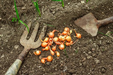 Bahçe aletleri, taze taze filizler, filizler. Bahçıvanlık konsepti. Bahar mevsiminde yetişen bitkiler. Soğan, kürek, kürek çatalı, toprak.