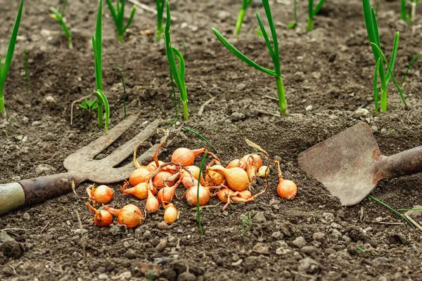 Bahçe aletleri, taze taze filizler, filizler. Bahçıvanlık konsepti. Bahar mevsiminde yetişen bitkiler. Soğan, kürek, kürek çatalı, toprak.