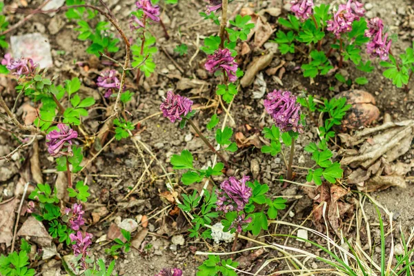 庭のコリダリス ソリダ 北ヨーロッパやアジアの森の中の伝統的な春の植物 四季折々の花々の背景コンセプト — ストック写真