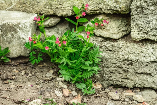プルモナリア ヨモギ の茂みを開花させます 装飾石と若い花 庭の概念的な背景 屋外の春のスタイル — ストック写真