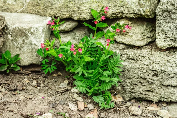 プルモナリア ヨモギ の茂みを開花させます 装飾石と若い花 庭の概念的な背景 屋外の春のスタイル — ストック写真