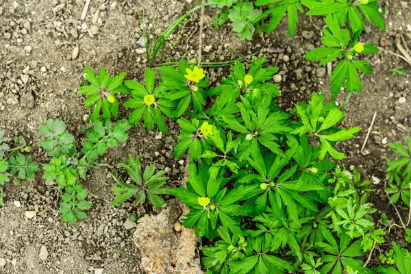 Anemonoidesランヌクロイデスの開花 装飾石と若い花 庭の概念的な背景 屋外の春のスタイル — ストック写真