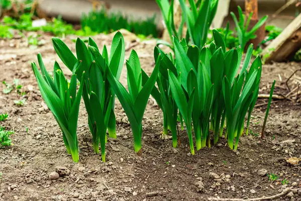 Bahçede Allium 'un genç yaprakları. Bahar mevsiminde yetişen bitkiler. Bahçe konsepti toprak arka planı