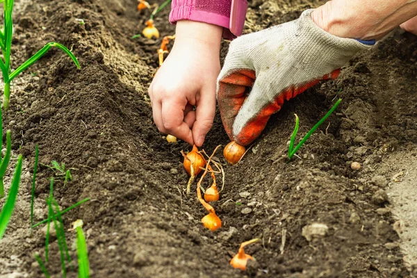 Bahçıvanlık kavramsal arka plan. Çocukların ve kadınların elleri toprağa küçük soğanlar ekiyor. Bahar mevsimi iç bahçesinde açık hava çalışmaları