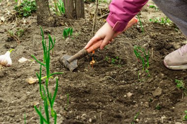 Bahçıvanlık kavramsal arka plan. Çocukların elleri toprağa küçük soğanlar ekiyor. Bahar mevsimi iç bahçesinde açık hava çalışmaları