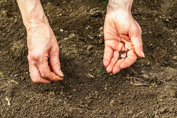 Bahçıvanlık kavramsal arka plan. Kadının elleri toprağa kuş tohumu ekiyor. Bahar mevsimi iç bahçesinde açık hava çalışmaları