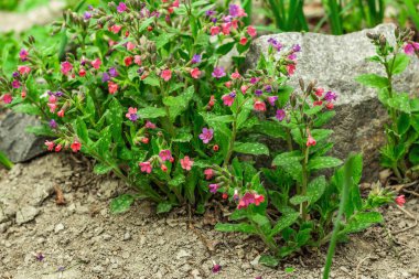 Açan Pulmonaria (akciğer otu) çalıları. Dekoratif taşları olan genç çiçekler. Bahçe işleri kavramsal arka plan, açık hava bahar tarzı